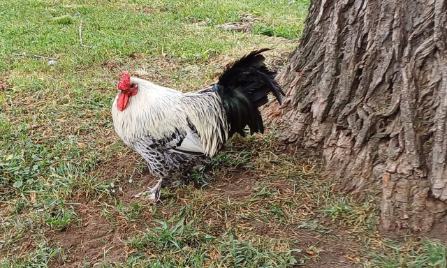 Oscar-d&iacute;jra jel&ouml;lt&eacute;k a b&eacute;k&eacute;scsabai Sanyi kakasr&oacute;l sz&oacute;l&oacute; dokumentumfilmet