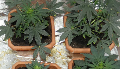 Drogot termesztett egy &oacute;zdi f&eacute;rfi