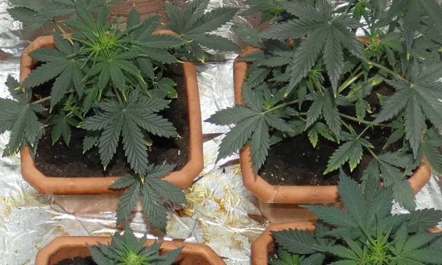 Drogot termesztett egy &oacute;zdi f&eacute;rfi