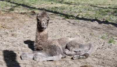Cukis&aacute;gbomba Miskolcon: k&eacute;tp&uacute;p&uacute; tevecsik&oacute; sz&uuml;letett az &aacute;llatkertben