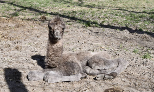 Cukis&aacute;gbomba Miskolcon: k&eacute;tp&uacute;p&uacute; tevecsik&oacute; sz&uuml;letett az &aacute;llatkertben