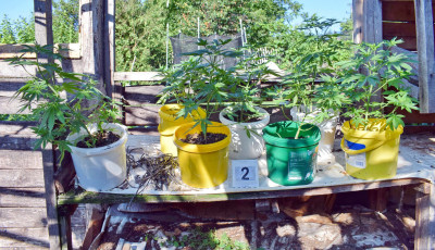 Otthon termesztette a cannabist a tardonai d&iacute;ler