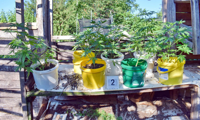 Otthon termesztette a cannabist a tardonai d&iacute;ler