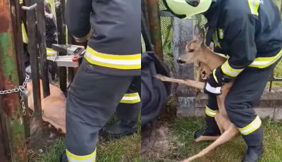 Egy ker&iacute;t&eacute;sbe szorult őznek seg&iacute;tettek a kazincbarcikai tűzolt&oacute;k