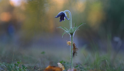 &Uacute;jra vir&aacute;gzik a tavasz h&iacute;rn&ouml;ke - Vir&aacute;gba borult a fekete k&ouml;k&ouml;rcsin
