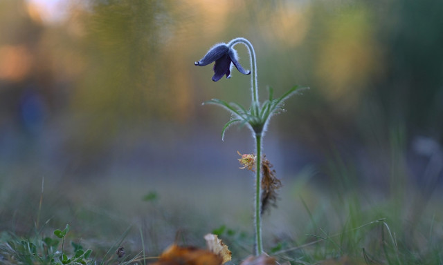&Uacute;jra vir&aacute;gzik a tavasz h&iacute;rn&ouml;ke - Vir&aacute;gba borult a fekete k&ouml;k&ouml;rcsin