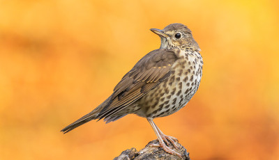 Az &eacute;nekes rig&oacute; az &eacute;v madara 2026-ban