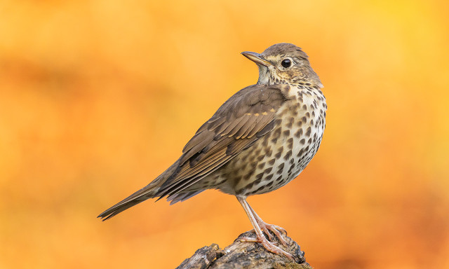 Az &eacute;nekes rig&oacute; az &eacute;v madara 2026-ban