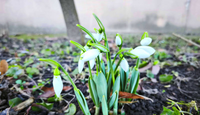 Az enyhe idő előcsalogatta a h&oacute;vir&aacute;gokat Magyarorsz&aacute;g sz&aacute;mos t&aacute;j&aacute;n