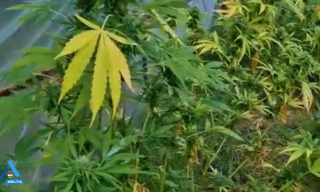 9 tő marihu&aacute;n&aacute;ra bukkantak a rendőr&ouml;k egy 18 &eacute;ves szendrői fi&uacute;n&aacute;l - VIDE&Oacute;