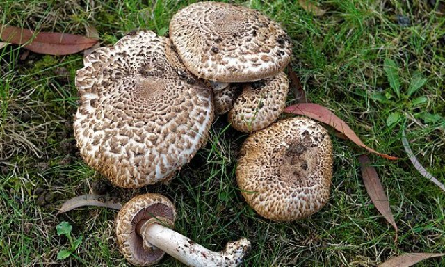 Ehető, de ritka &eacute;s v&eacute;dett fajta lett a 2026-os &eacute;v gomb&aacute;ja