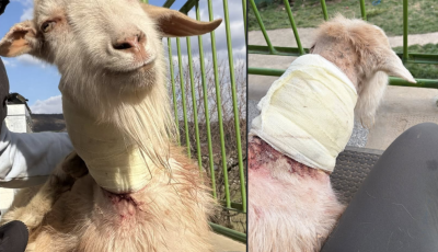 Sokkol&oacute; &aacute;llatk&iacute;nz&aacute;s - &Eacute;lő kecsk&eacute;kkel etethette a kuty&aacute;j&aacute;t a gazda