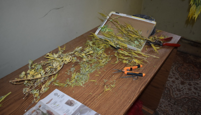 Speci&aacute;lisan kialak&iacute;tott s&aacute;torban nevelte a cannabist az &oacute;zdi f&eacute;rfi