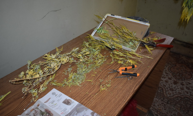 Speci&aacute;lisan kialak&iacute;tott s&aacute;torban nevelte a cannabist az &oacute;zdi f&eacute;rfi