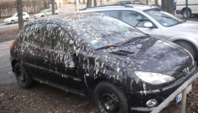 Kider&uuml;lt, milyen sz&iacute;nű aut&oacute;ra szarnak legsz&iacute;vesebben a madarak