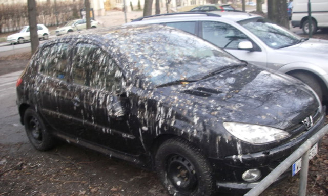 Kider&uuml;lt, milyen sz&iacute;nű aut&oacute;ra szarnak legsz&iacute;vesebben a madarak