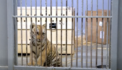 Kistigris miatt riasztották a fővárosi állatkertet - VIDEÓ
