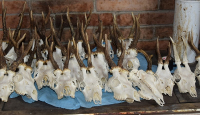 Enged&eacute;ly n&eacute;lk&uuml;l vad&aacute;szott az egykor hivat&aacute;sos tag, minden bűnjelet megtal&aacute;ltak n&aacute;la a rendőr&ouml;k