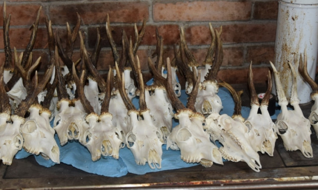 Enged&eacute;ly n&eacute;lk&uuml;l vad&aacute;szott az egykor hivat&aacute;sos tag, minden bűnjelet megtal&aacute;ltak n&aacute;la a rendőr&ouml;k