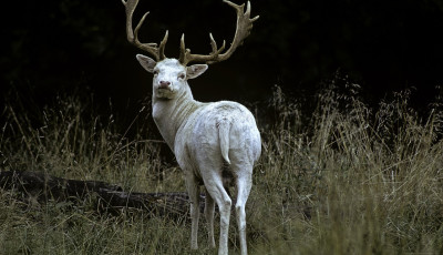 Fehér csodaszarvast örökítettek meg Magyarországon - VIDEÓ