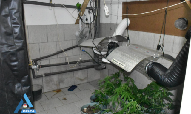 Otthon termesztette a cannabist a 24 &eacute;ves f&eacute;rfi