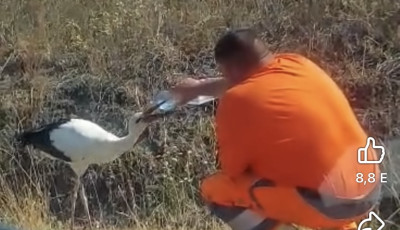 Megállt az út szélén, hogy megitasson egy szomjazó gólyát – VIDEÓ