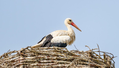 Meg&eacute;rkezett az első g&oacute;lya Bodrogkereszt&uacute;rra is