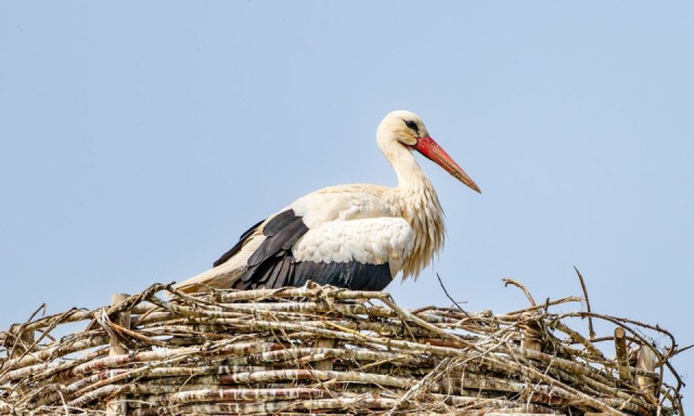 Meg&eacute;rkezett az első g&oacute;lya Bodrogkereszt&uacute;rra is