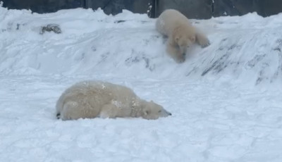 Elősz&ouml;r l&aacute;ttak havat a ny&iacute;regyh&aacute;zi jegesmedvebocsok &ndash; VIDE&Oacute;