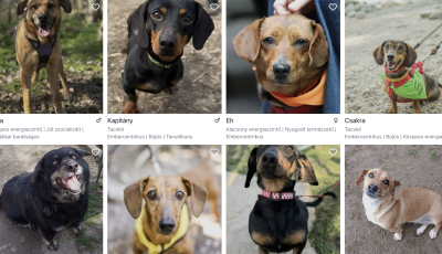 Gazdira v&aacute;r&oacute; &aacute;llatoknak indult &uacute;j orsz&aacute;gos &ouml;r&ouml;kbefogad&oacute; oldal