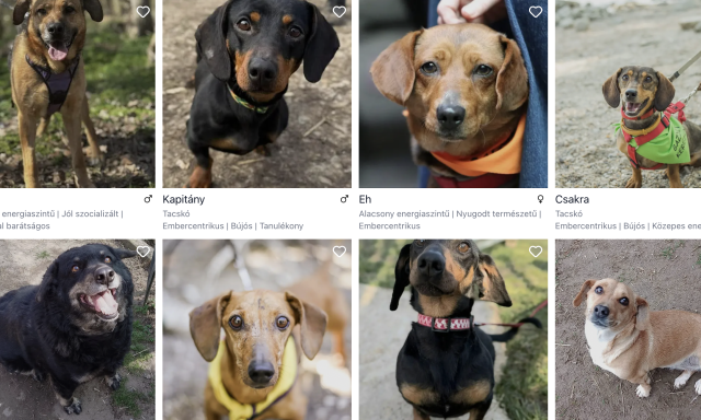 Gazdira v&aacute;r&oacute; &aacute;llatoknak indult &uacute;j orsz&aacute;gos &ouml;r&ouml;kbefogad&oacute; oldal