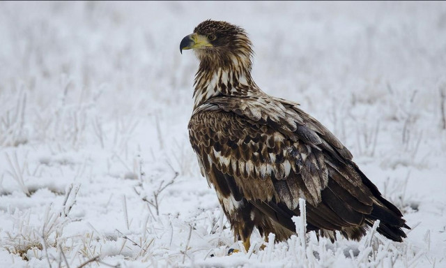 Holnap indul a sasok t&eacute;li n&eacute;psz&aacute;ml&aacute;l&aacute;sa orsz&aacute;gszerte