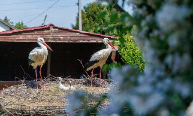 Kilencedszer t&eacute;rt vissza Afrik&aacute;b&oacute;l r&ouml;pk&eacute;ptelen p&aacute;rj&aacute;hoz Szofi - VIDE&Oacute;