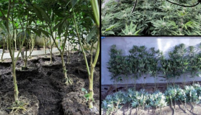 H&eacute;tv&eacute;gi h&aacute;zb&oacute;l csin&aacute;ltak droglabort Miskolcon &ndash; 3 kil&oacute; k&aacute;b&iacute;t&oacute;szer, 500 tő cannabis &eacute;s milli&oacute;