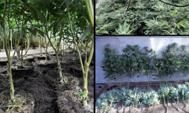 H&eacute;tv&eacute;gi h&aacute;zb&oacute;l csin&aacute;ltak droglabort Miskolcon &ndash; 3 kil&oacute; k&aacute;b&iacute;t&oacute;szer, 500 tő cannabis &eacute;s milli&oacute;