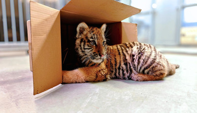 Pablo lett a kistigris neve, akit Tiszaf&uuml;reden tal&aacute;ltak egy razzia sor&aacute;n