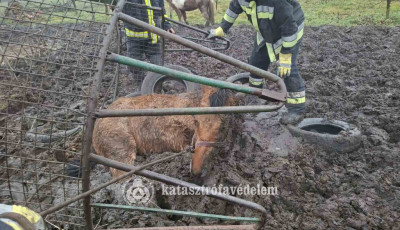 S&aacute;rba ragadt lovat mentettek a tűzolt&oacute;k