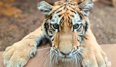 V&eacute;gre meg&eacute;rkezett &uacute;j, v&eacute;gleges otthon&aacute;ba Pablo, a Tiszaf&uuml;reden mentett kistigris