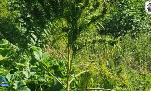 Anya &eacute;s fia termesztette a cannabist Keszny&eacute;t&eacute;n - Vide&oacute; az elfog&aacute;sr&oacute;l