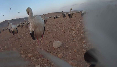 Lengyelországtól Afrikáig tartó útjáról küld képeket a fényképész gólya