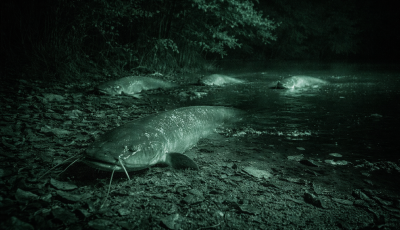 Ilyet m&eacute;g tuti nem l&aacute;tt&aacute;l: a harcs&aacute;k kim&aacute;sztak a v&iacute;zből, &eacute;s a parton &bdquo;s&eacute;t&aacute;lva&rdquo; kerestek kaj&aacute;t