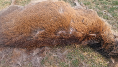 Egy borsodi falu hat&aacute;r&aacute;ban farkasok t&aacute;madtak szarvasokra