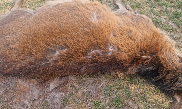 Egy borsodi falu hat&aacute;r&aacute;ban farkasok t&aacute;madtak szarvasokra