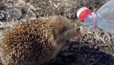 A maradék vizükből itatták meg a szomjazó sünit a tűzoltók - VIDEÓ