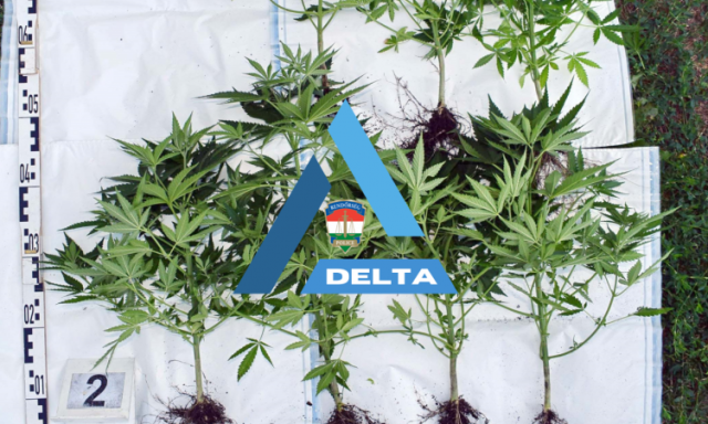 Otthon&aacute;ban termesztette a tiltott n&ouml;v&eacute;nyt