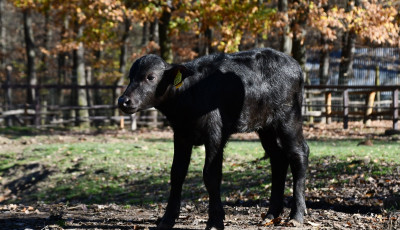 Meg&eacute;rkezett Rozi, a Miskolci &Aacute;llatkert legifjabb lak&oacute;ja