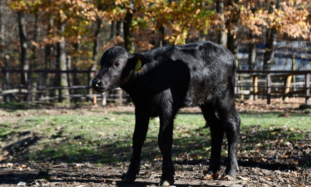 Meg&eacute;rkezett Rozi, a Miskolci &Aacute;llatkert legifjabb lak&oacute;ja