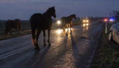 Hal&aacute;los balesetet okoztak a kisz&ouml;k&ouml;tt lovak