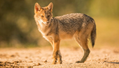 Aranysakál falka köszönt be a vadkamerába Tapolcánál