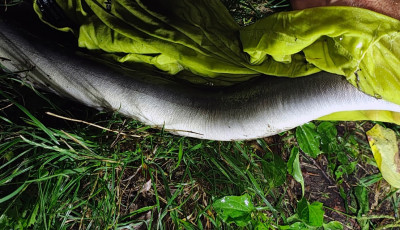 Ritka fog&aacute;s akadt horogra a Saj&oacute;n: k&iacute;gy&oacute;halat fogtak Kazincbarcik&aacute;n&aacute;l